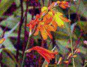 crocosmia planting and care in the open field in siberia