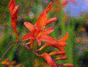 crocosmia planting and care in the open field in siberia