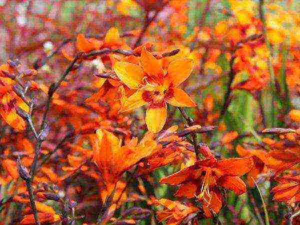 crocosmia planting and care in the open field in siberia