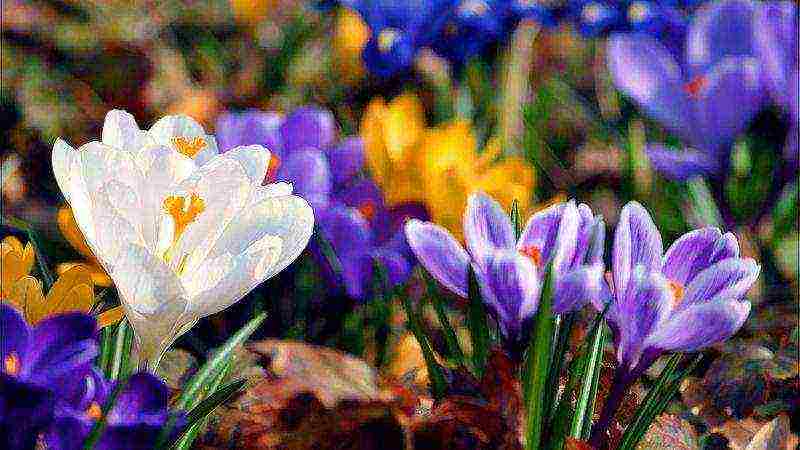 crocus planting and care in the open field in siberia