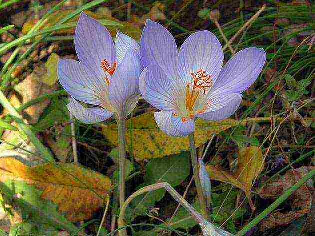 crocus planting and care in the open field in siberia