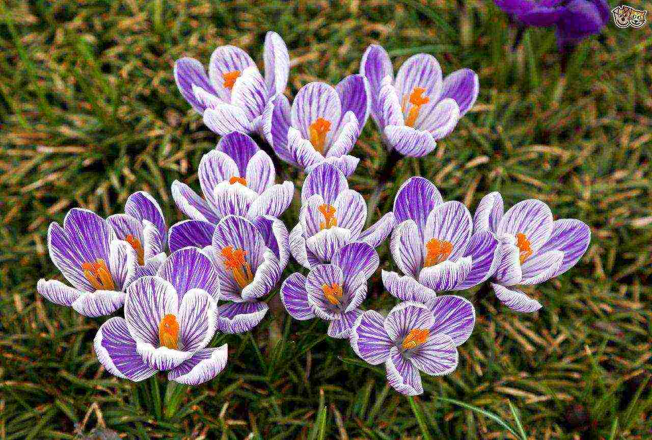 crocus planting and care in the open field in siberia