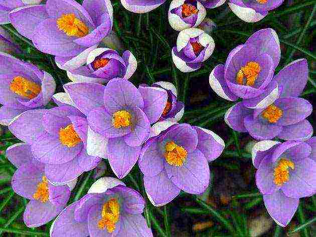 crocus planting and care in the open field in siberia