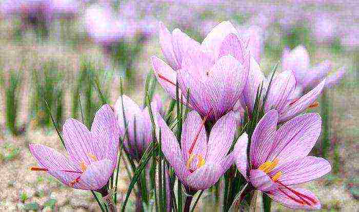 crocus planting and care in the open field in siberia