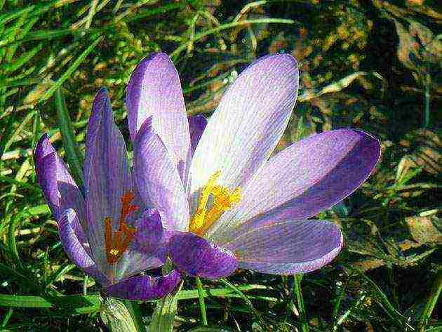 crocus planting and care in the open field in siberia