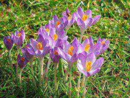 crocuses planting and care on the lawn in the open field