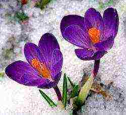 crocuses planting and care on the lawn in the open field