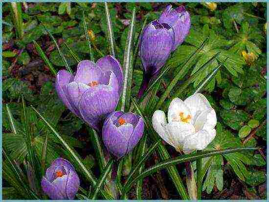 crocuses planting and care on the lawn in the open field