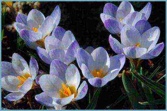 crocuses planting and care on the lawn in the open field