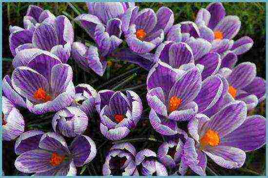 crocuses planting and care on the lawn in the open field