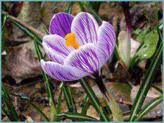 crocuses planting and care on the lawn in the open field