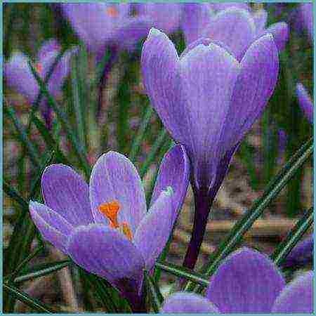 crocuses planting and care on the lawn in the open field