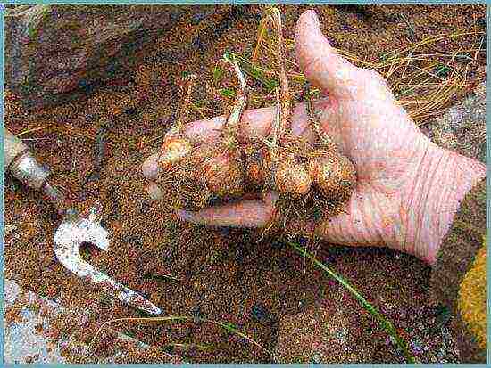 crocuses ปลูกและดูแลสนามหญ้าในทุ่งโล่ง