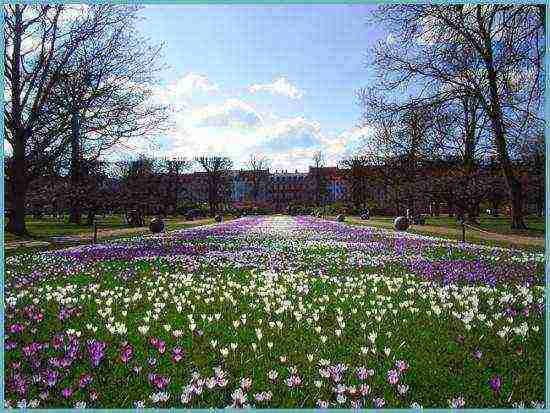 crocuses planting and care on the lawn in the open field