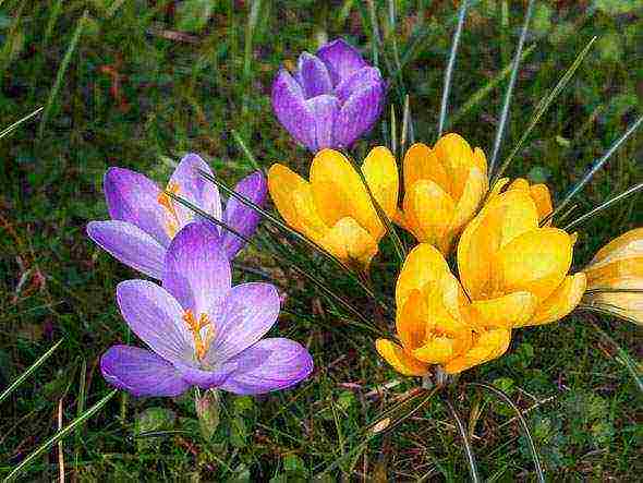 crocuses planting and care on the lawn in the open field