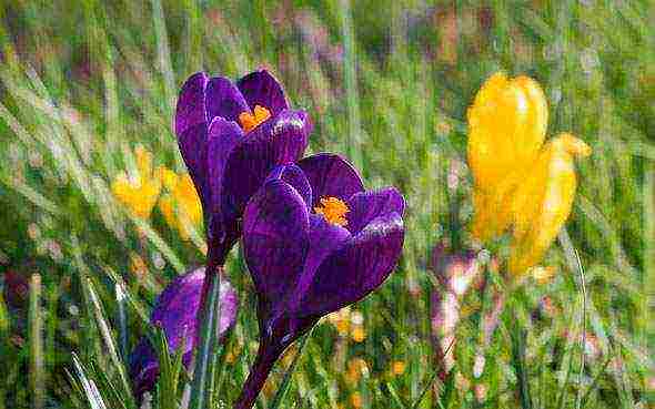 crocuses planting and care on the lawn in the open field