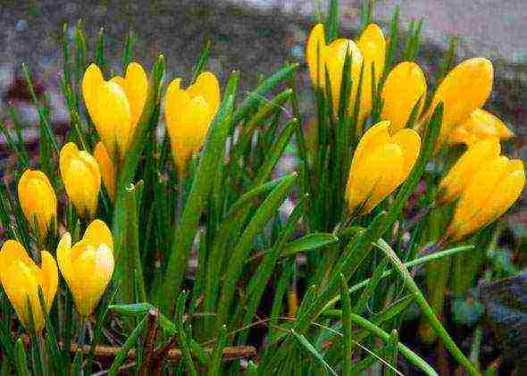 crocuses planting and care on the lawn in the open field