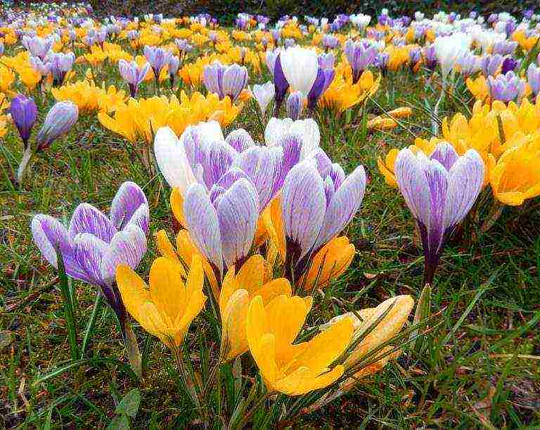 crocuses planting and care on the lawn in the open field