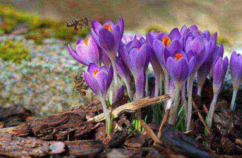 crocuses planting and care on the lawn in the open field