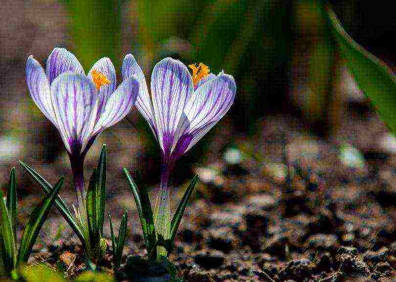 crocuses planting and care on the lawn in the open field