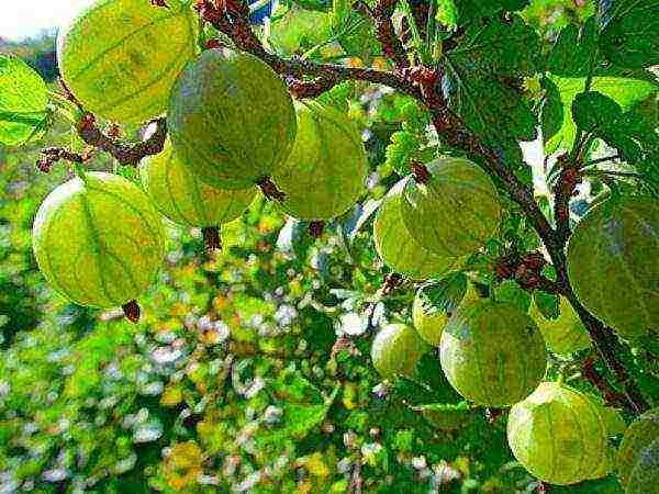 gooseberries are good varieties