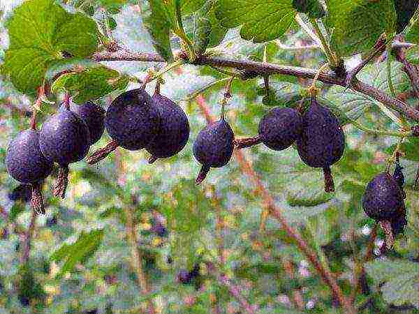 gooseberries are good varieties