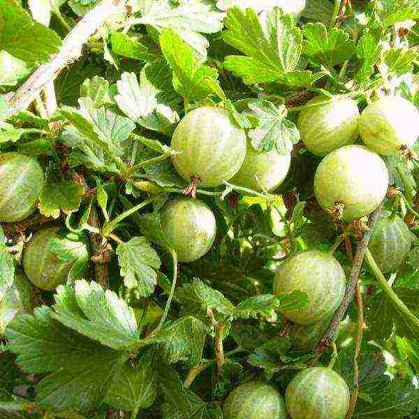 gooseberries are good varieties