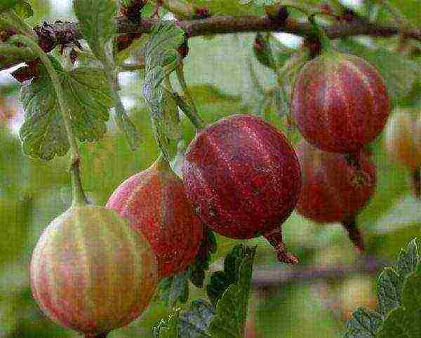 gooseberries are good varieties