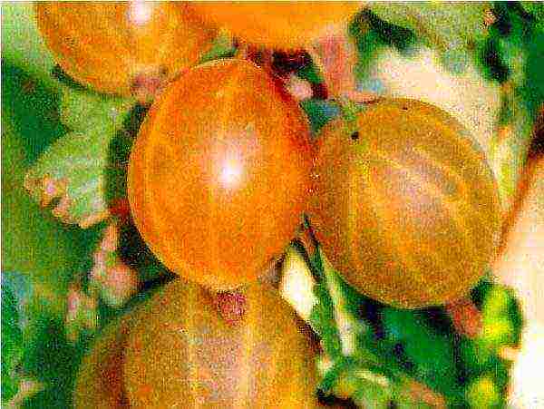 gooseberries are good varieties