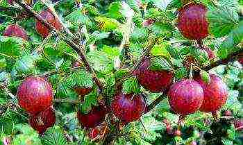 gooseberries are good varieties