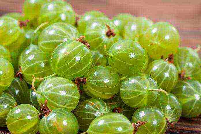 gooseberries are good varieties