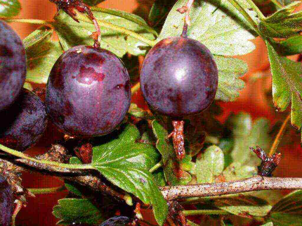 gooseberries are good varieties