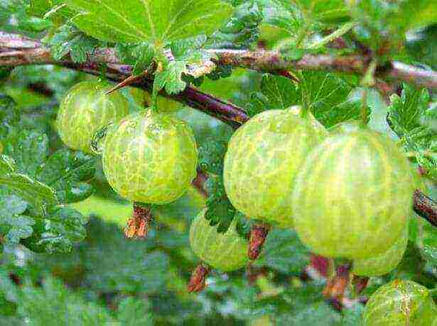 gooseberries are good varieties