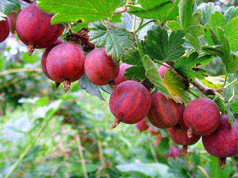 gooseberries are good varieties