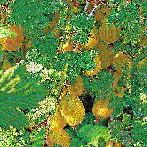 gooseberries are good varieties