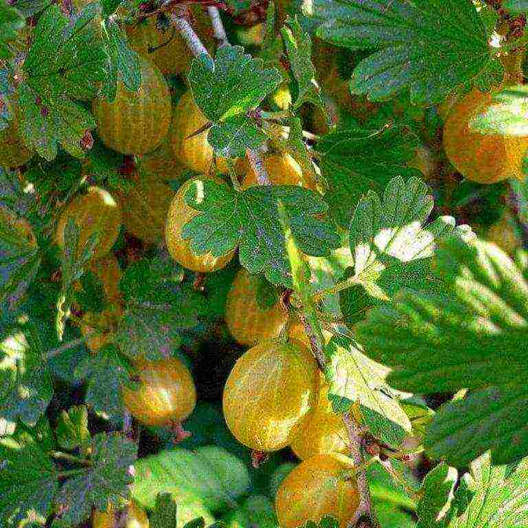 gooseberries are good varieties