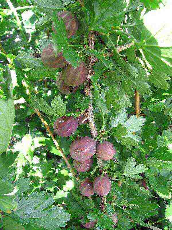 ang mga gooseberry ay mahusay na pagkakaiba-iba