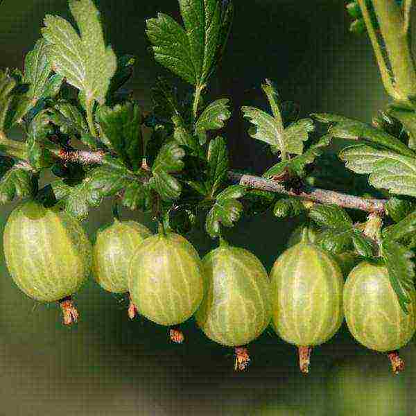 gooseberries are good varieties