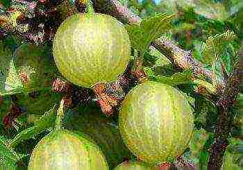 gooseberry good grade