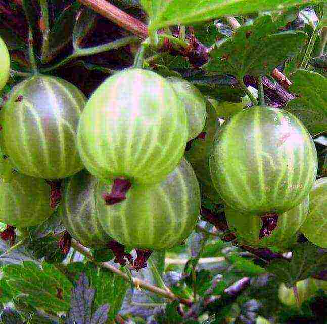 gooseberry good grade