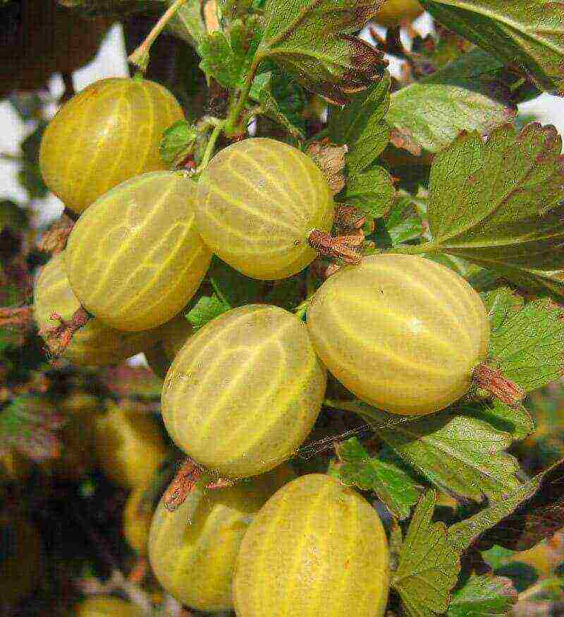 gooseberry magandang marka