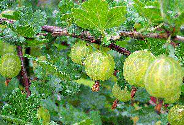 gooseberry planting and care in the open field for beginners