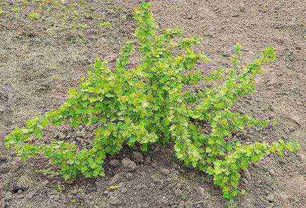 gooseberry planting and care in the open field for beginners