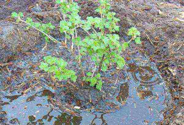 gooseberry planting and care in the open field for beginners