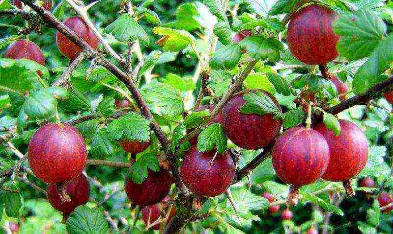 gooseberry planting and care in the open field for beginners