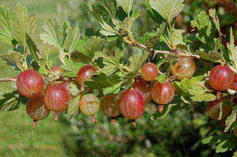 gooseberry planting and care in the open field for beginners