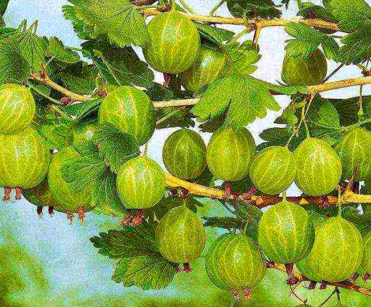 gooseberry planting and care in the open field for beginners