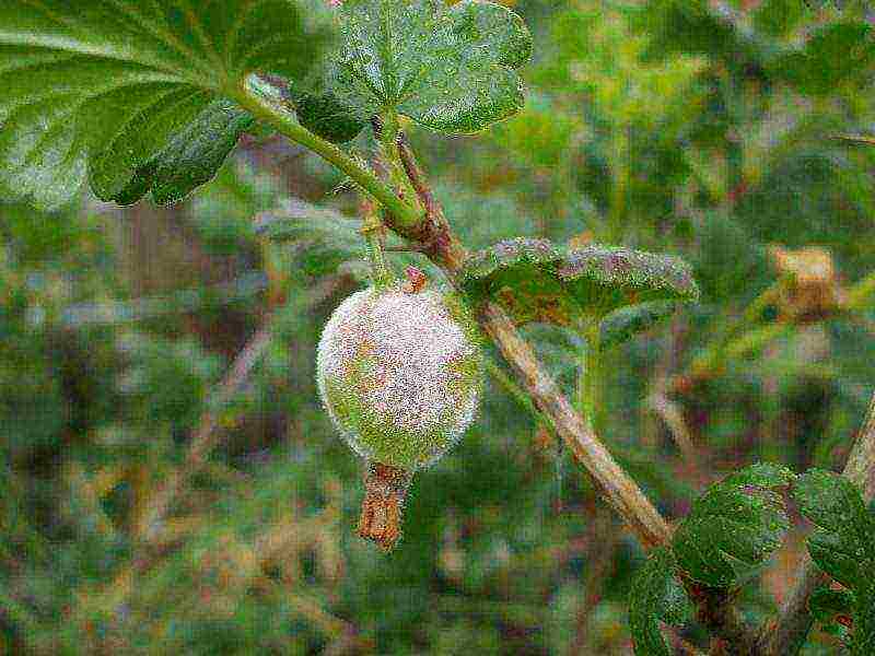 gooseberry planting and care in the open field for beginners