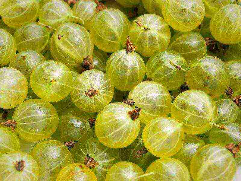 gooseberry planting and care in the open field for beginners