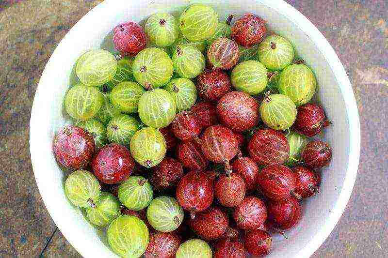 gooseberry planting and care in the open field for beginners